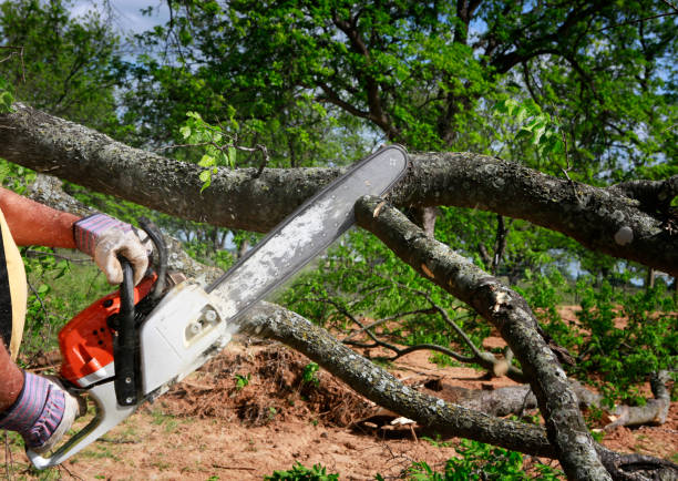 Best Emergency Tree Service  in Coto De Za, CA